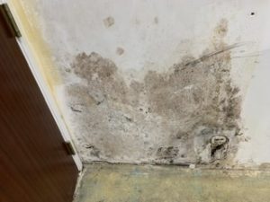 moldy wall behind wallpaper