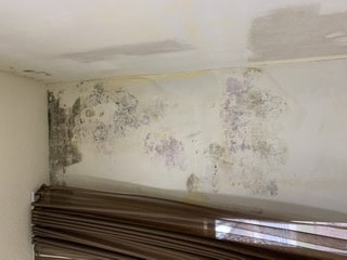 There is mold behind my wallpaper! - D'franco Painting & Wallpaper